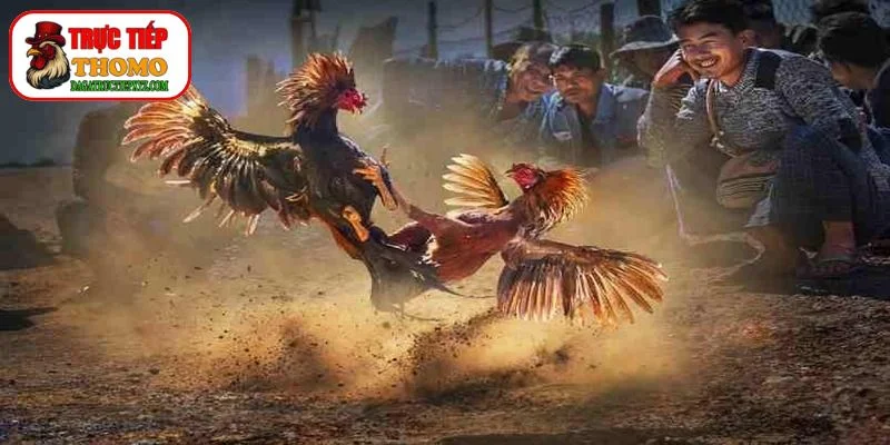 Bí Quyết Chọn Gà Đá Thomo Bách Chiến Bách Thắng 1 Bí Quyết Chọn Gà Đá Thomo Bách Chiến Bách Thắng