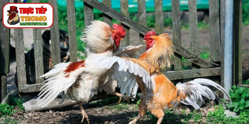 Bí Quyết Chọn Gà Đá Thomo Bách Chiến Bách Thắng 2 Kinh Nghiệm Xem Kèo Cựa Sắt Đá Gà Thomo Chính Xác Nhất