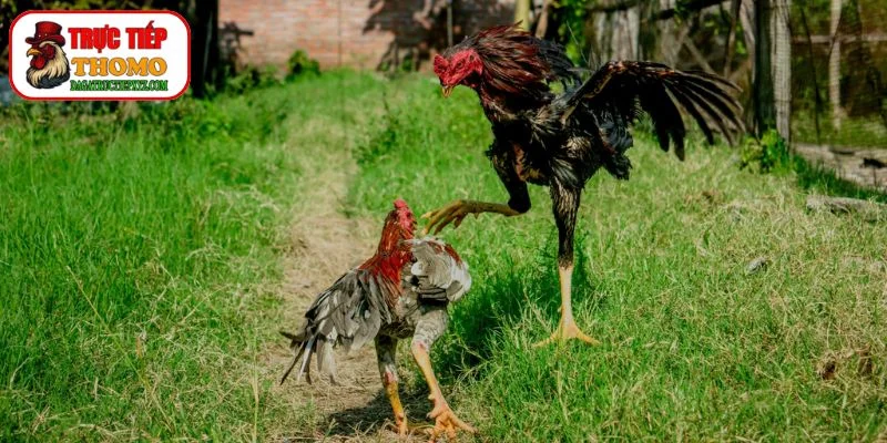 Bí Quyết Chọn Gà Đá Thomo Bách Chiến Bách Thắng 3 Kỹ Thuật Đá Gà Thomo: Cách Huấn Luyện Và Chăm Sóc Chiến Kê