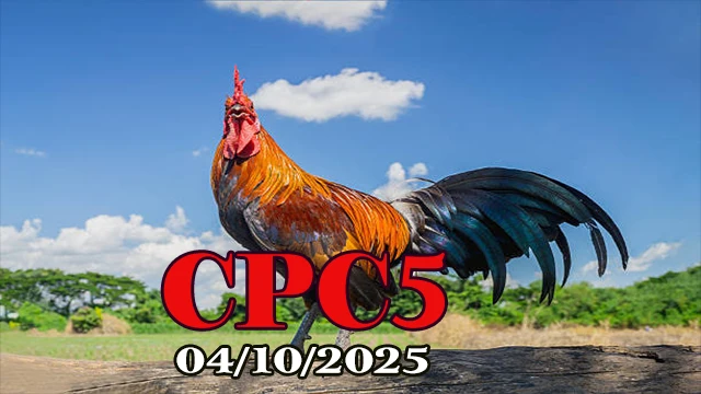Đá gà C5 phát lại Thomo hôm nay 04/10/2025