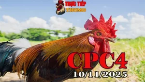 Full clip đá gà trực tiếp Thomo CPC4 hôm nay 10/11/2025 mới cập nhật