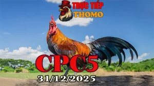Video Xem Lại Đá Gà Thomo CPC5 Ngày 31122025 Chuẩn HD