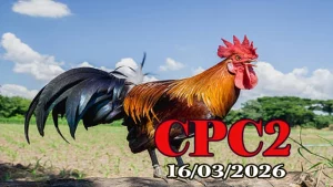 Clip video đá gà trực tiếp CPC2 ngày 16032026 mới nhất