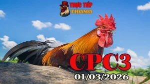 Tổng hợp Video đá gà trực tiếp CPC3 Ngày 01032026 tại Thomo hôm nay