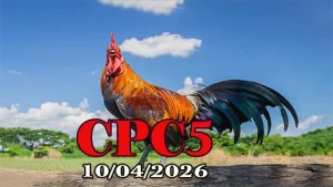 Xem full video đá gà trực tiếp CPC5 hôm nay 10042026