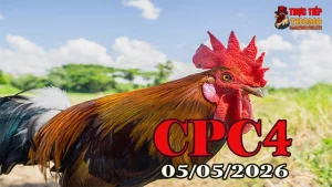 Xem clip đá gà trực tiếp CPC4 hôm nay 05052026