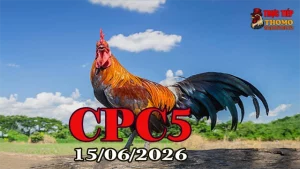 Tổng Hợp Clip Đá Gà Trực Tiếp CPC5 Ngày 15062026