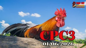 Xem clip đá gà CPC3 ngày 01062026 chất lượng Full HD