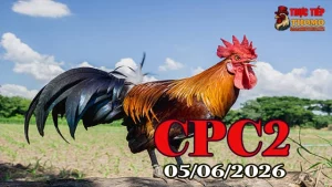 Xem clip đá gà trực tiếp Thomo CPC2 ngày 05062026